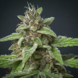 Do-si-dos Autoflower Seeds