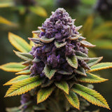 Do-si-dos Autoflower Seeds