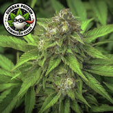 Durban Poison Feminized Seeds