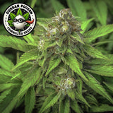 Durban Poison Feminized Seeds