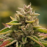 Fruit Salad Feminized Seeds (2 Pack)