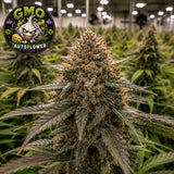 GMO AutoFlower Seeds (2 Pack)