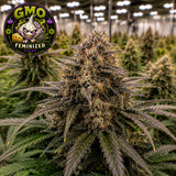 GMO Feminized Seeds (2 Pack)