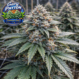 Gary Payton Feminized Seeds (2 Pack)