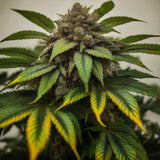 Gelato Autoflower Seeds