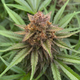 Gelato Autoflower Seeds