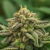 Gelato Autoflower Seeds