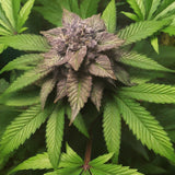 Gelato Autoflower Seeds