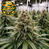Gelonade Feminized Seeds (2 Pack)