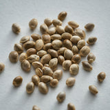 Northern Lights Feminized Seeds