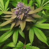 Grapefruit Feminized Seeds (2 Pack)