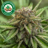 Girl Scout Cookies Feminized Seeds
