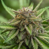 Girl Scout Cookies Feminized Seeds