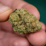 Girl Scout Cookies Feminized Seeds