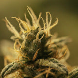 Gold Leaf Autoflower Seeds