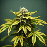 Gold Leaf Autoflower Seeds