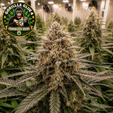 Gorilla Glue #4 Feminized Seeds (2 Pack)