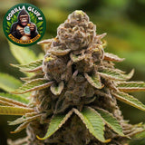 Gorilla Glue #4 Auto-Flower Seeds