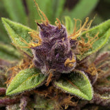 Granddaddy Purple Autoflower Seeds