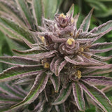 Granddaddy Purple Autoflower Seeds