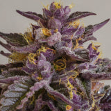 Granddaddy Purple Autoflower Seeds