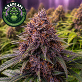 Grape Ape Feminized Seeds (2 Pack)