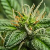 Grapefruit Feminized Seeds (2 Pack)