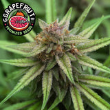 Grapefruit Feminized Seeds (2 Pack)