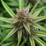 Grapefruit Feminized Seeds (2 Pack)