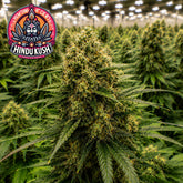 Hindu Kush Feminized Seeds (2 Pack)