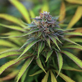 Huckleberry Regular Seeds (2 Pack)