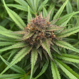Huckleberry Regular Seeds (2 Pack)