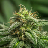 Huckleberry Regular Seeds (2 Pack)