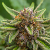 Huckleberry Regular Seeds