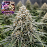 Ice Cream Cake x White Truffle Feminized Seeds (2 Pack)