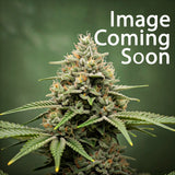 CBD OG Kush (1:15) Feminized Seeds (2 Pack)