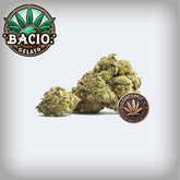 Bacio Gelato Premium Flower
