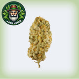 Jack Herer THCa