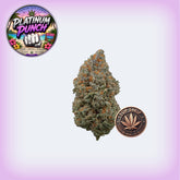 Platinum Punch Premium Flower