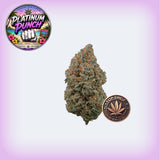 Platinum Punch Premium Flower