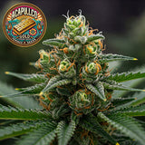 Acapulco Gold Feminized Seeds
