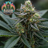 Alaskan Thunderfuck Feminized Seeds