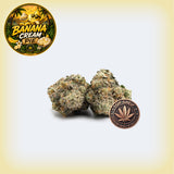 Banana Cream Pie Premium Flower