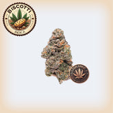 🍪 Biscotti THCA Flower