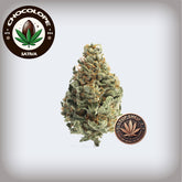 π« Chocolope THCa