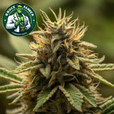 Bruce Banner Feminized Seeds