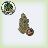 GMO Cookies Premium Flower