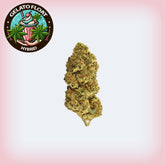 π¨ Gelato Float THCA