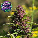 Hawaii x Purple Skunk Regular Seeds