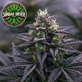 Sundae Driver Feminized Seeds